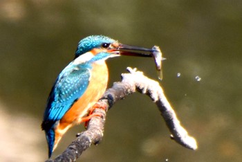 Common Kingfisher 練馬区 Fri, 3/22/2024