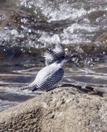 Crested Kingfisher Makomanai Park Fri, 3/22/2024