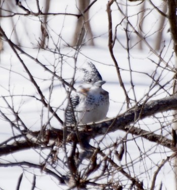 Crested Kingfisher Makomanai Park Fri, 3/22/2024