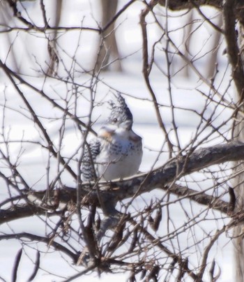 Crested Kingfisher Makomanai Park Fri, 3/22/2024