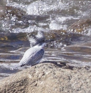 Crested Kingfisher Makomanai Park Fri, 3/22/2024