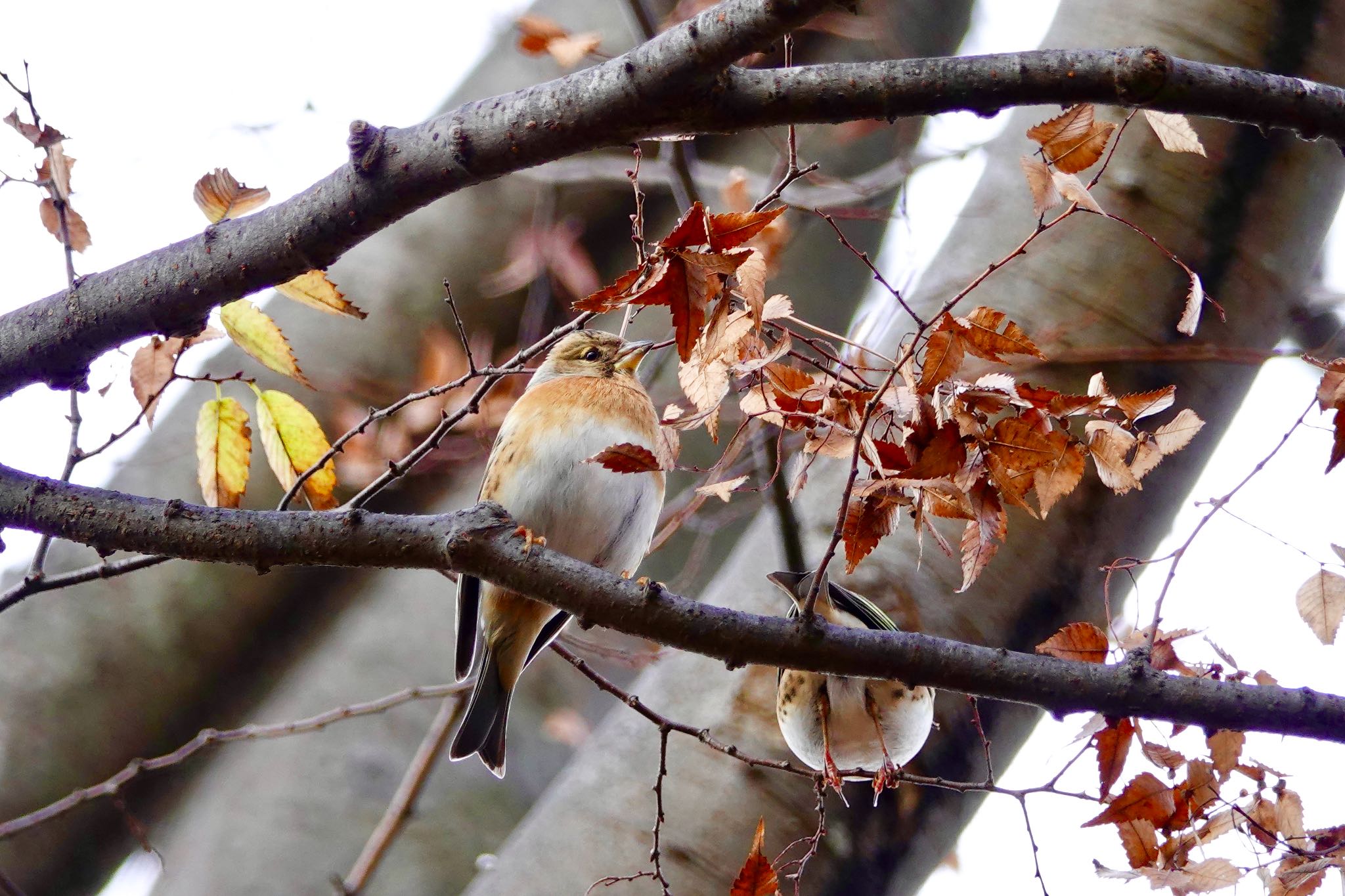 Photo of Brambling at 八柱霊園 by のどか