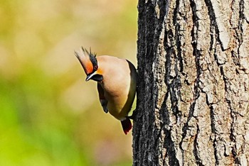 Japanese Waxwing Kitamoto Nature Observation Park Wed, 3/20/2024