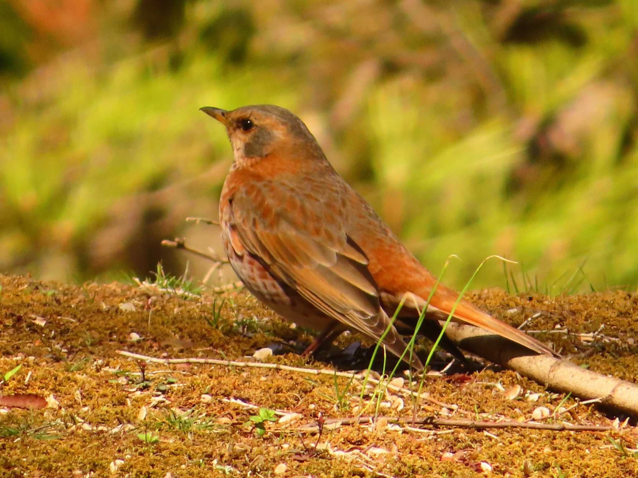 Naumann's Thrush