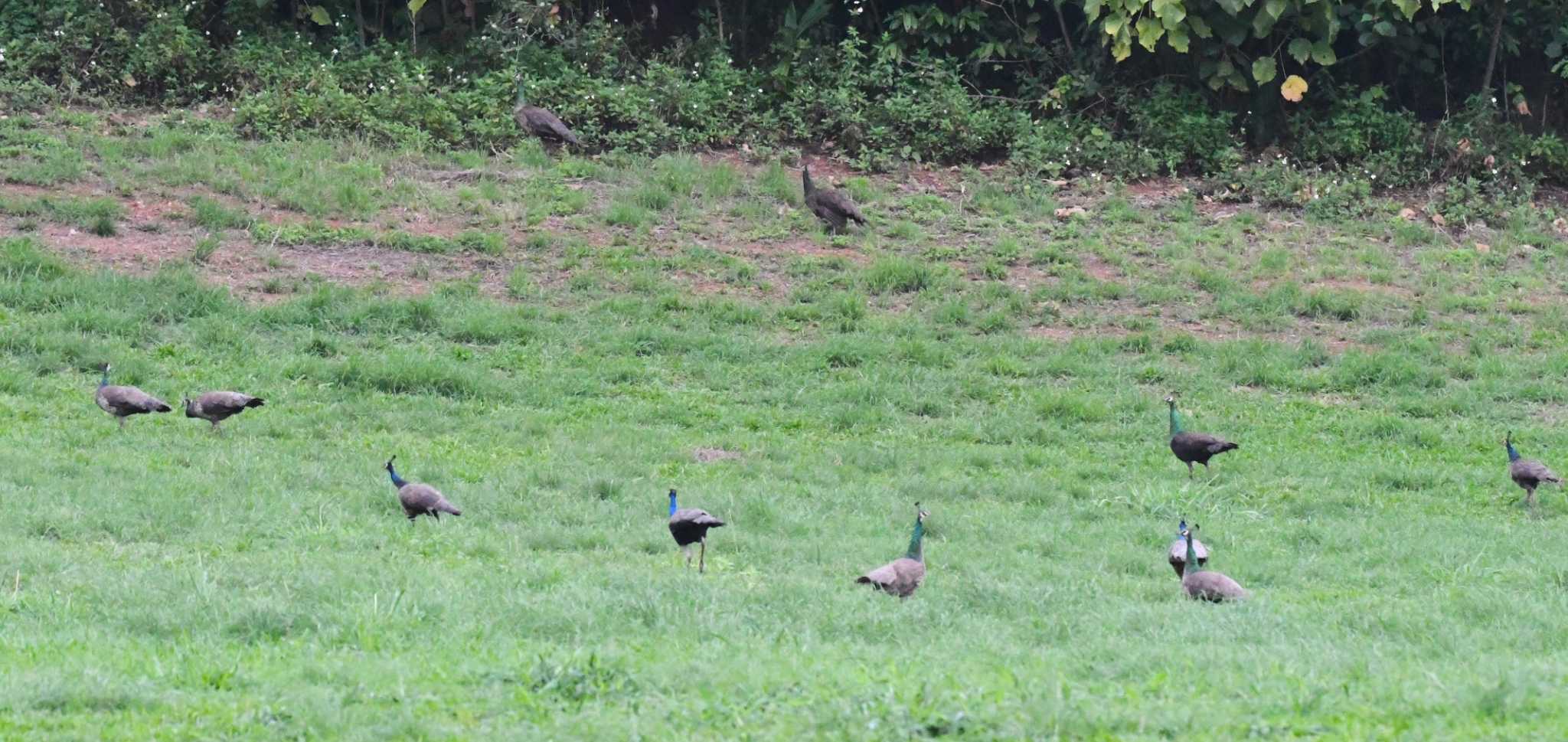 Photo of Indian Peafowl at Ishigaki Island by 岸岡智也