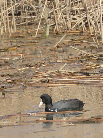 Eurasian Coot 六郷橋緑地 Fri, 3/22/2024