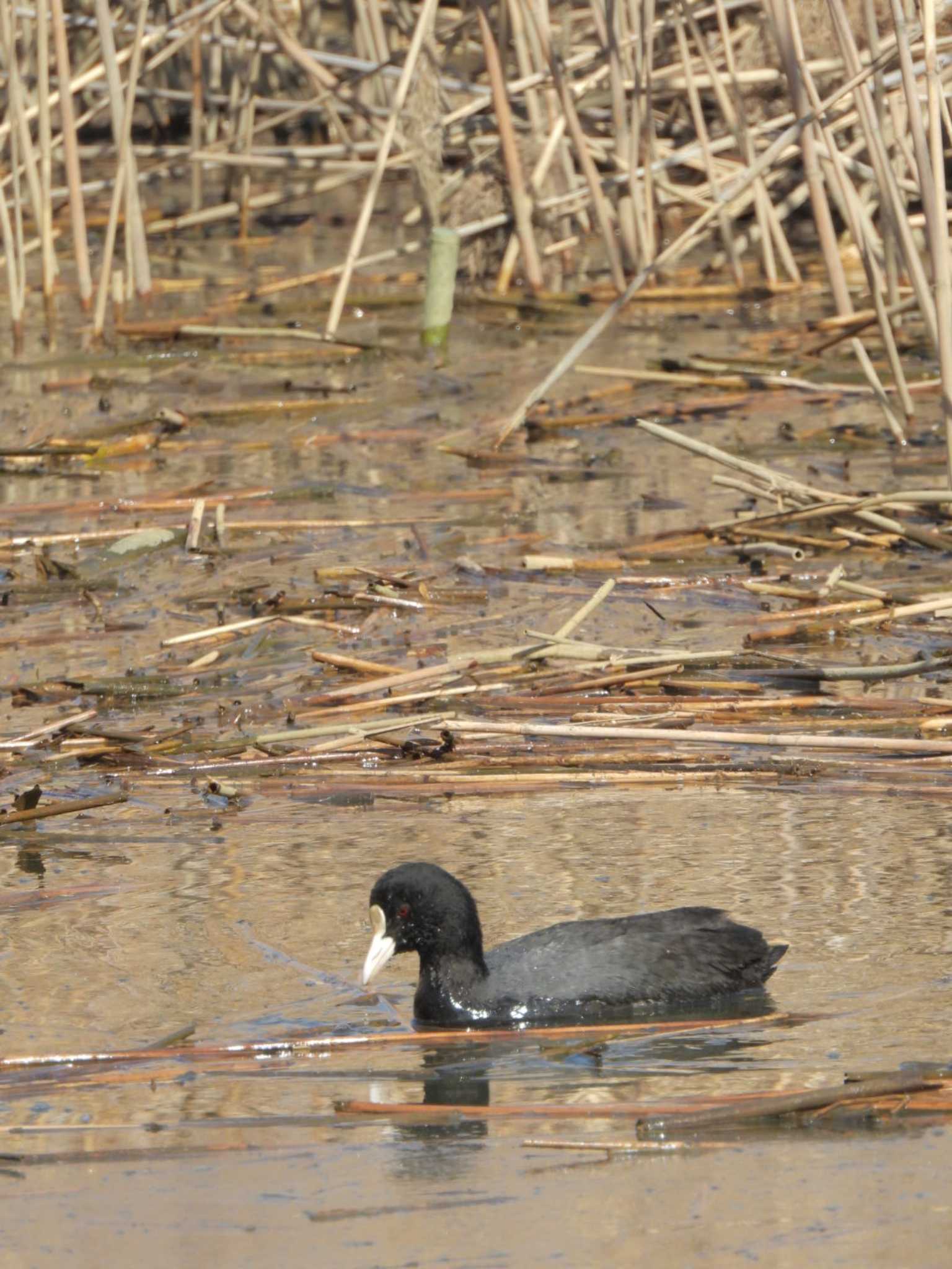 Eurasian Coot