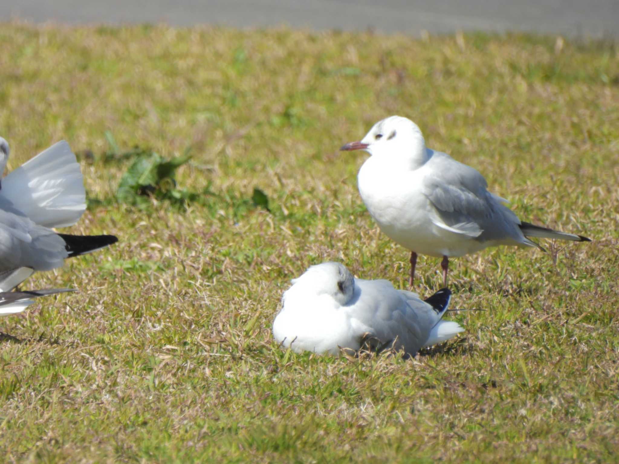 Black-headed Gull