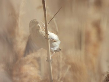 Common Reed Bunting 六郷橋緑地 Fri, 3/22/2024