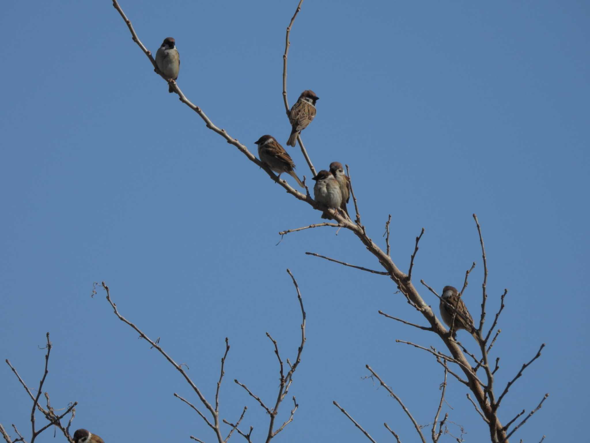 Eurasian Tree Sparrow