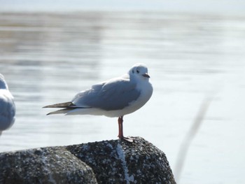 Black-headed Gull 六郷橋緑地 Fri, 3/22/2024