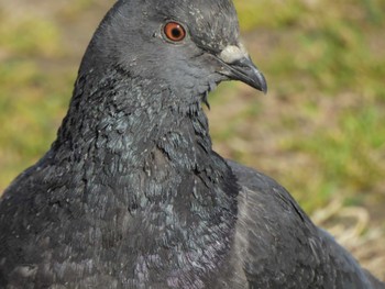 Rock Dove 六郷橋緑地 Fri, 3/22/2024