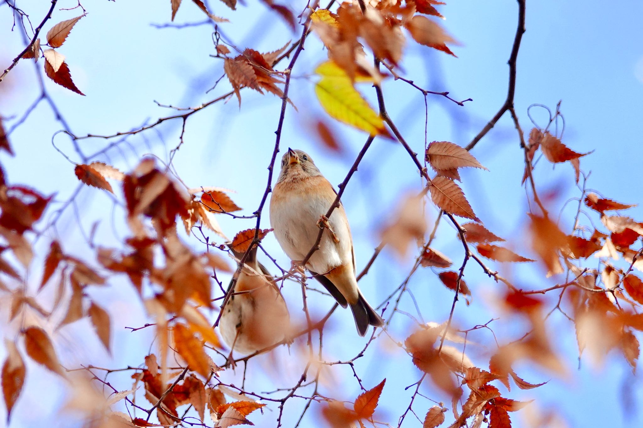 Photo of Brambling at 八柱霊園 by のどか