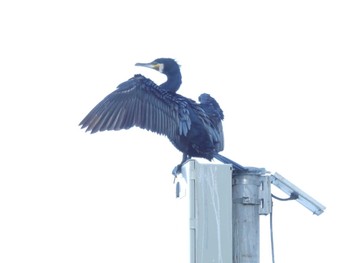 Great Cormorant 六郷橋緑地 Fri, 3/22/2024