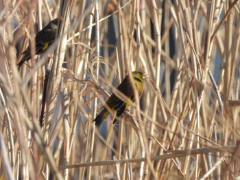 Grey-capped Greenfinch 六郷橋緑地 Fri, 3/22/2024