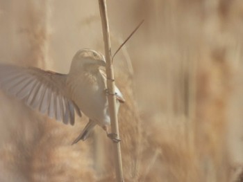 Common Reed Bunting 六郷橋緑地 Fri, 3/22/2024