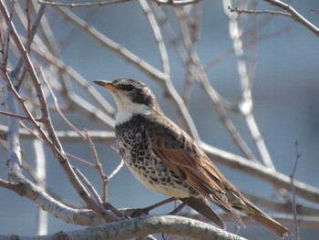 Dusky Thrush 六郷橋緑地 Fri, 3/22/2024