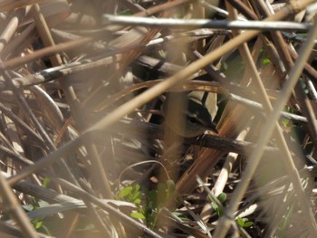 Japanese Bush Warbler 六郷橋緑地 Fri, 3/22/2024