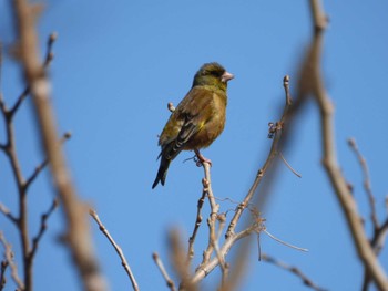 Grey-capped Greenfinch 六郷橋緑地 Fri, 3/22/2024