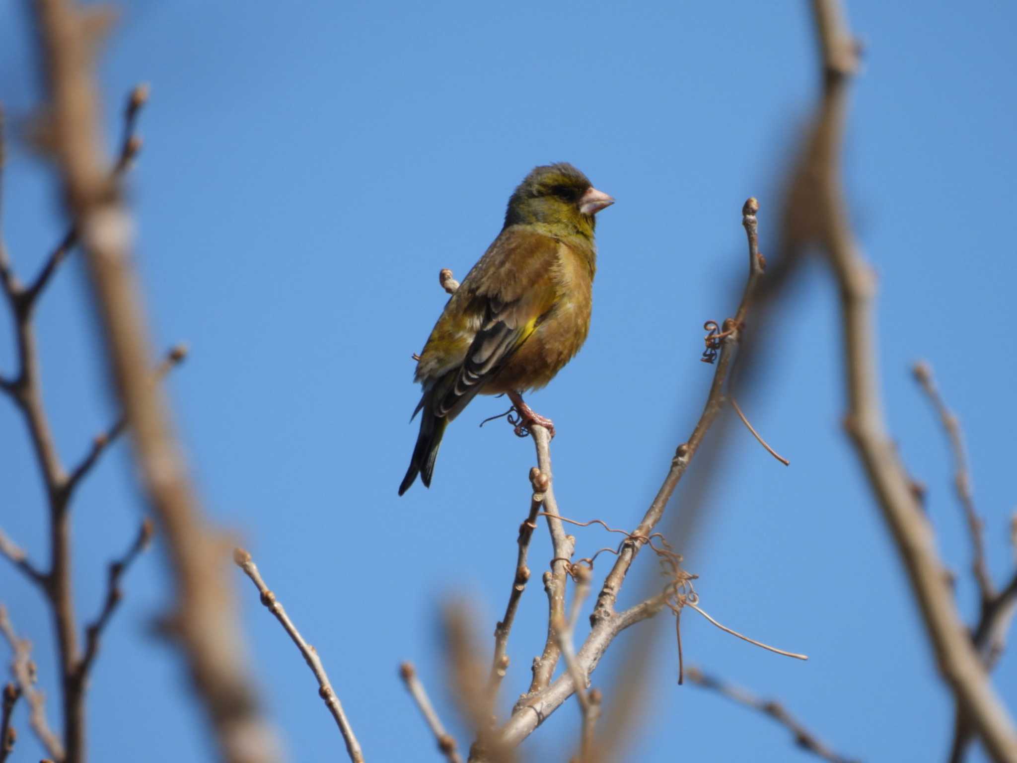 Grey-capped Greenfinch