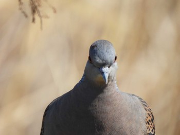 Oriental Turtle Dove 六郷橋緑地 Fri, 3/22/2024