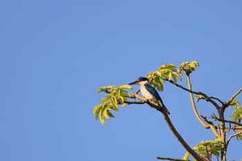 Collared Kingfisher Banda Neira (Indonesia) Sat, 10/27/2018