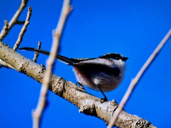 Long-tailed Tit Asaba Biotope Fri, 3/22/2024