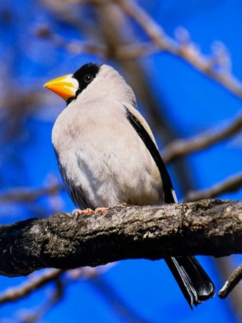 Japanese Grosbeak Asaba Biotope Fri, 3/22/2024