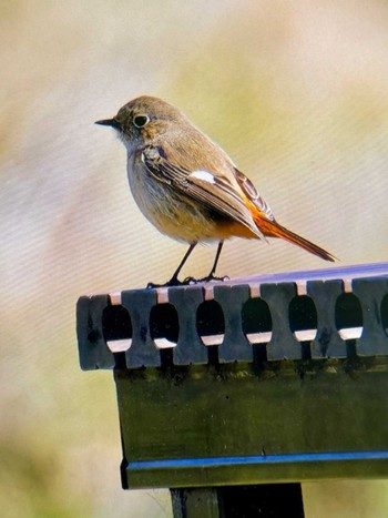 Daurian Redstart Asaba Biotope Fri, 3/22/2024