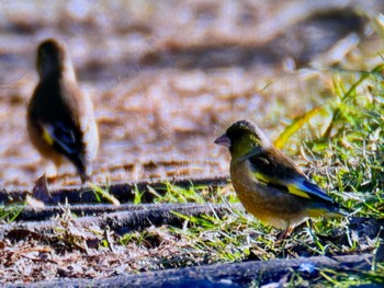 Grey-capped Greenfinch Asaba Biotope Fri, 3/22/2024