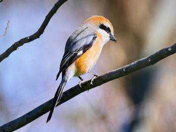 Bull-headed Shrike Asaba Biotope Fri, 3/22/2024