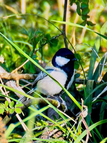 Japanese Tit Asaba Biotope Fri, 3/22/2024