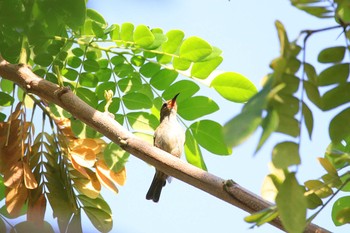 2018年10月27日(土) Banda Neira (Indonesia)の野鳥観察記録