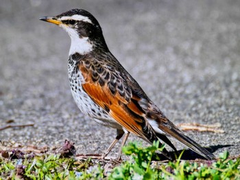 Dusky Thrush Asaba Biotope Fri, 3/22/2024