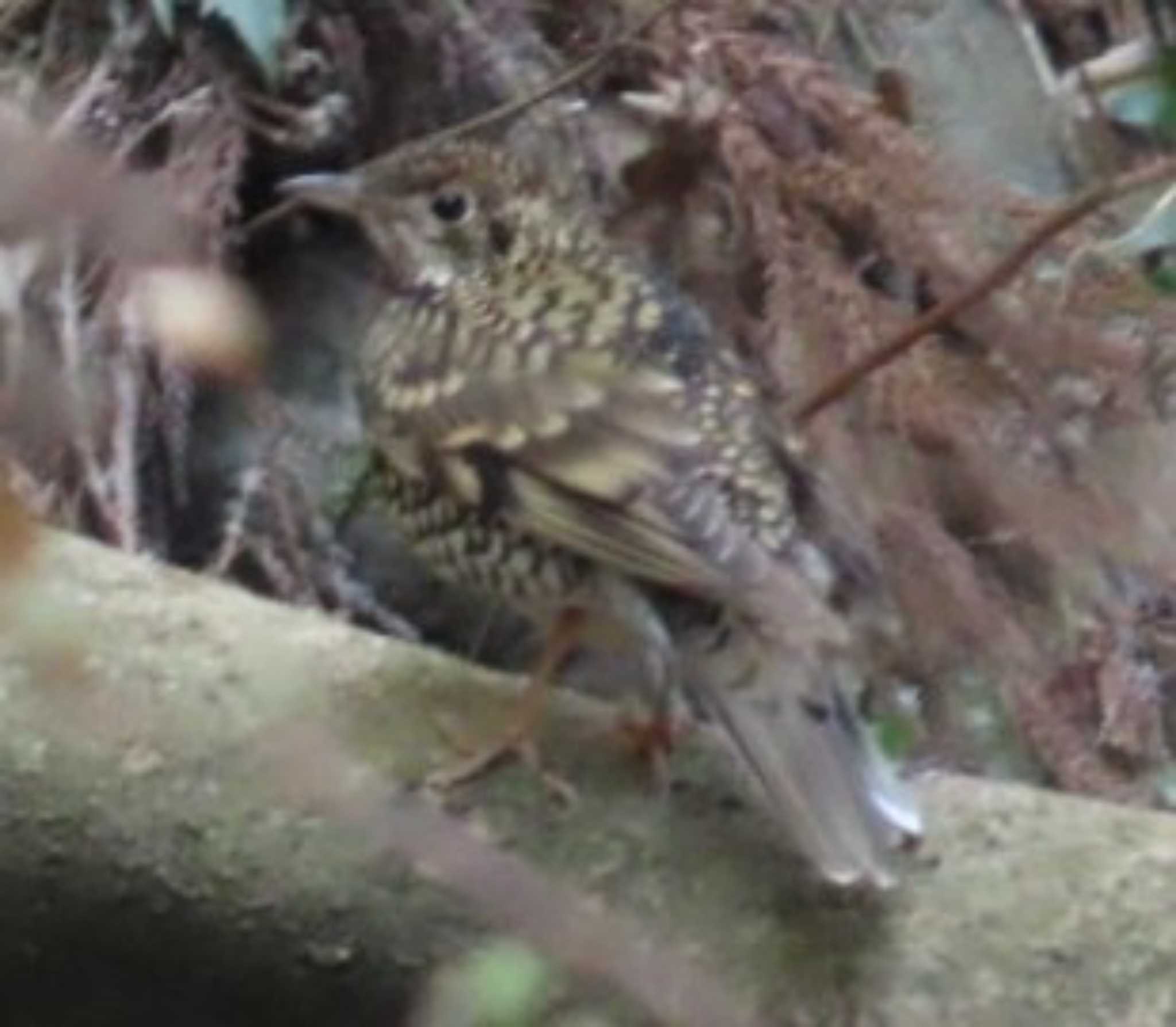 ミソを撮影中に足元から飛び出した(証拠写真w)