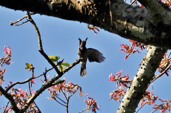 Green-headed Sunbird