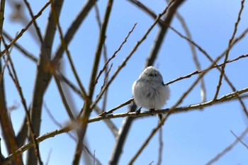 Unknown Species 東区近郊 Fri, 3/22/2024