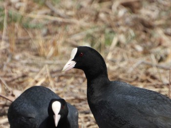 Eurasian Coot 山田池公園 Fri, 3/22/2024