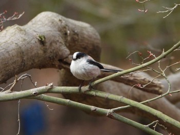 Long-tailed Tit 山田池公園 Fri, 3/22/2024