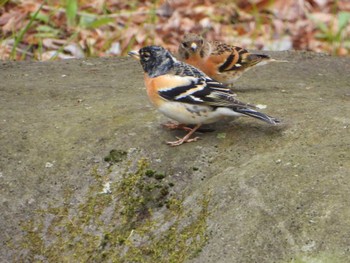 Brambling 山田池公園 Fri, 3/22/2024