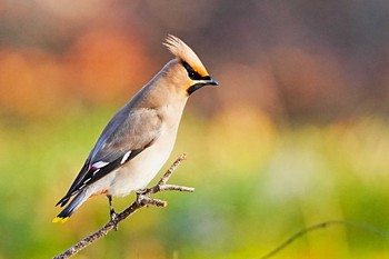 Bohemian Waxwing Kitamoto Nature Observation Park Wed, 3/20/2024