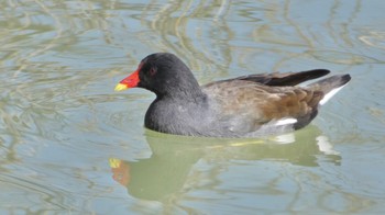 バン 馬見丘陵公園 2024年2月28日(水)