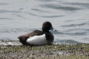 Tufted Duck Fujimae Tidal Flat Fri, 3/22/2024