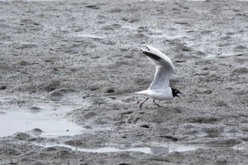 Saunders's Gull Fujimae Tidal Flat Fri, 3/22/2024