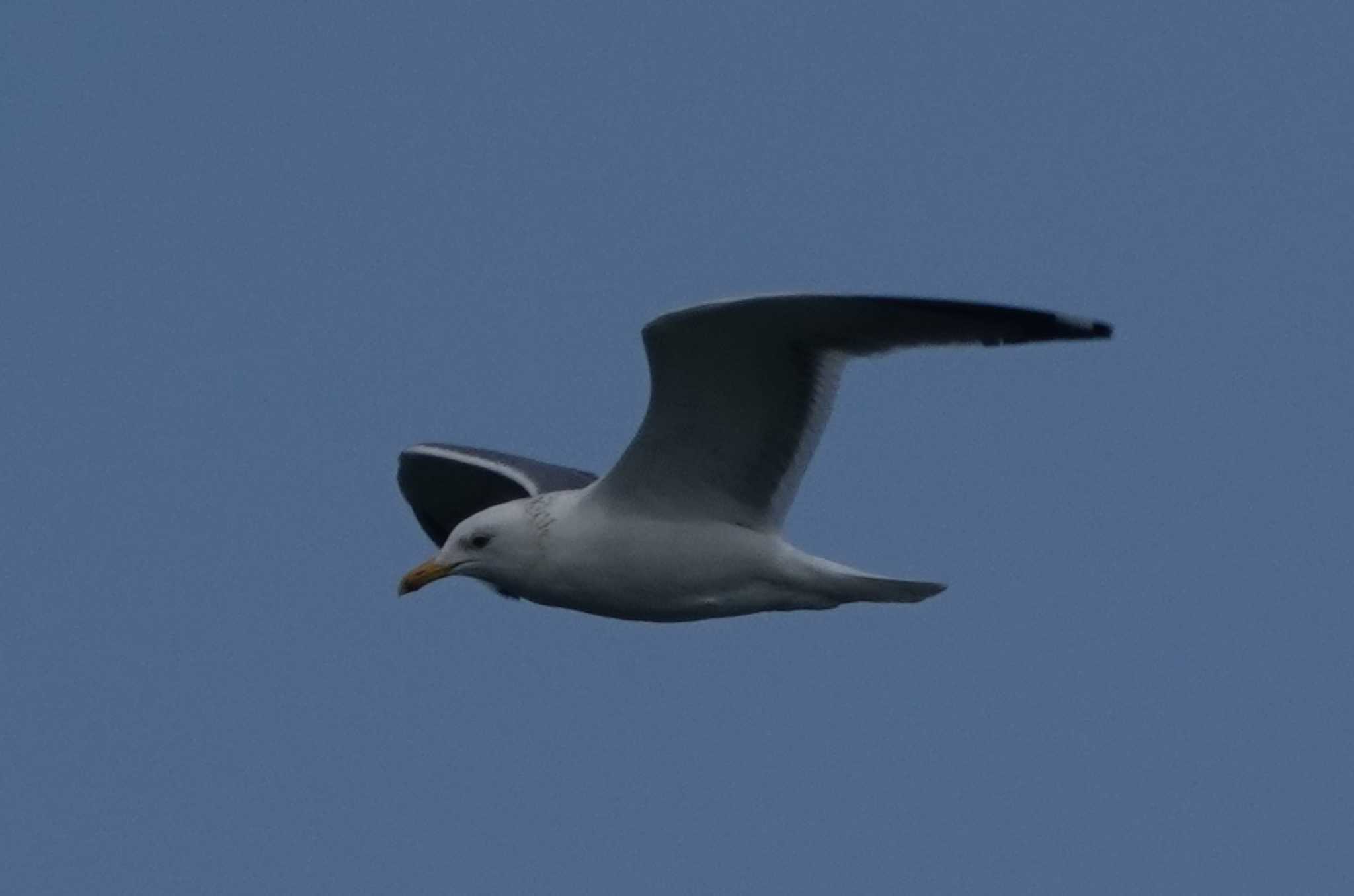 Photo of Vega Gull at 長良川河口堰 by 里川