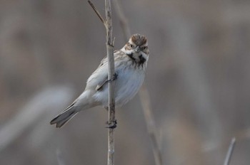 Common Reed Bunting 長良川河口堰 Fri, 3/22/2024