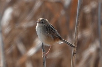 Zitting Cisticola 長良川河口堰 Fri, 3/22/2024