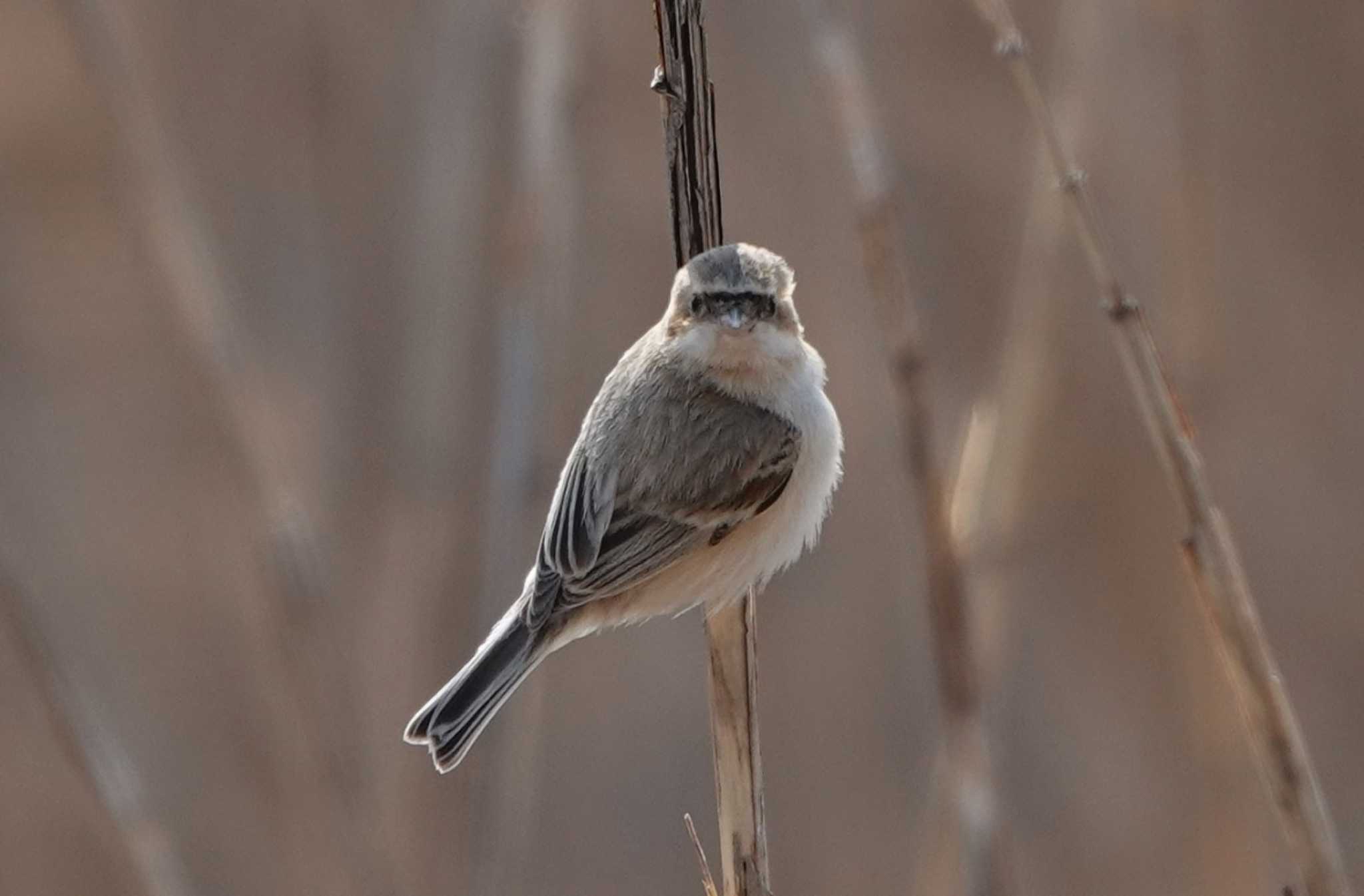 Photo of Chinese Penduline Tit at 長良川河口堰 by 里川