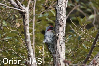 Japanese Green Woodpecker 東京都多摩地域 Tue, 3/19/2024