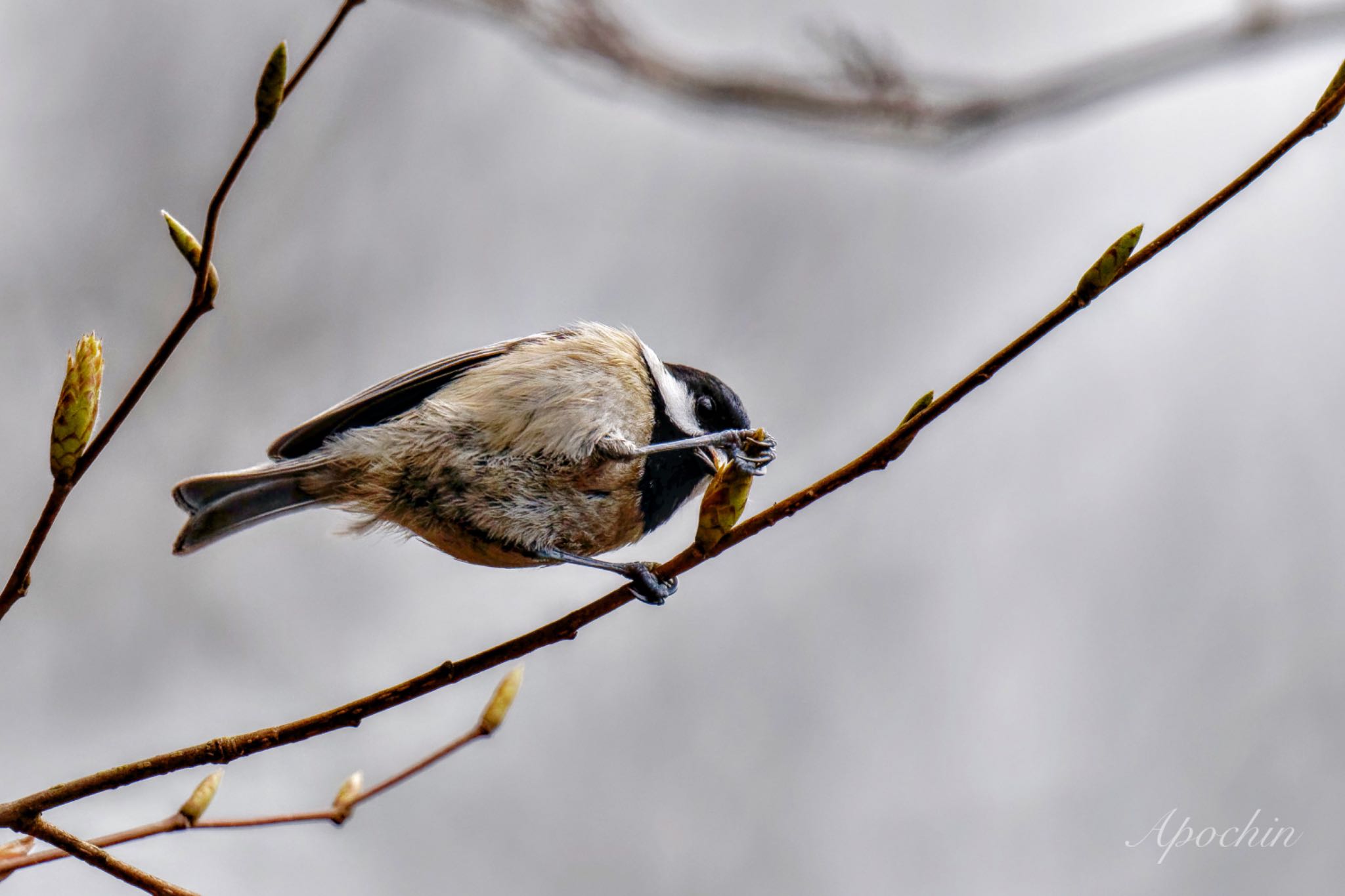 Photo of Coal Tit at 日向渓谷 by アポちん